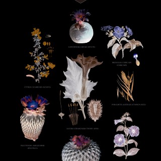 Suzanne TREISTER // HFT/Botanical Prints // 2016