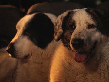 Norman Nedellec, Le Colloque des chiens, 2023, production Le Fresnoy - Studio National des Arts Contemporains